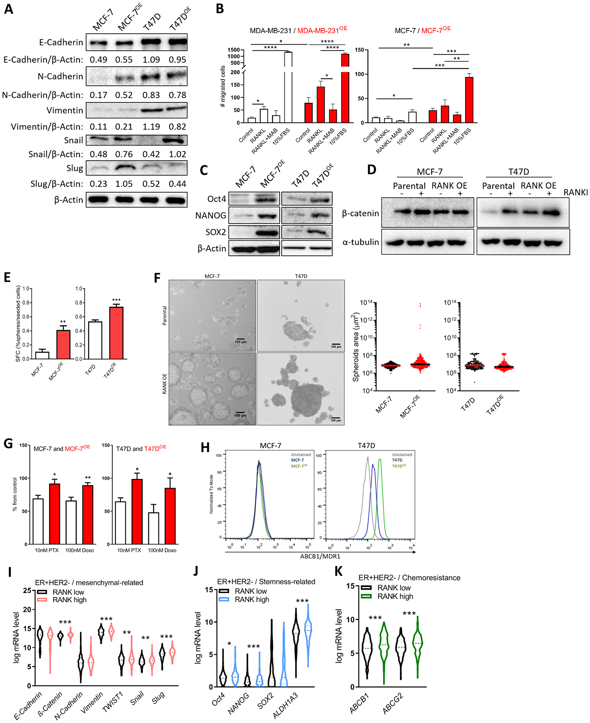 RANK OE cells exhibit mesenchymal and stem-cell like characteristics.