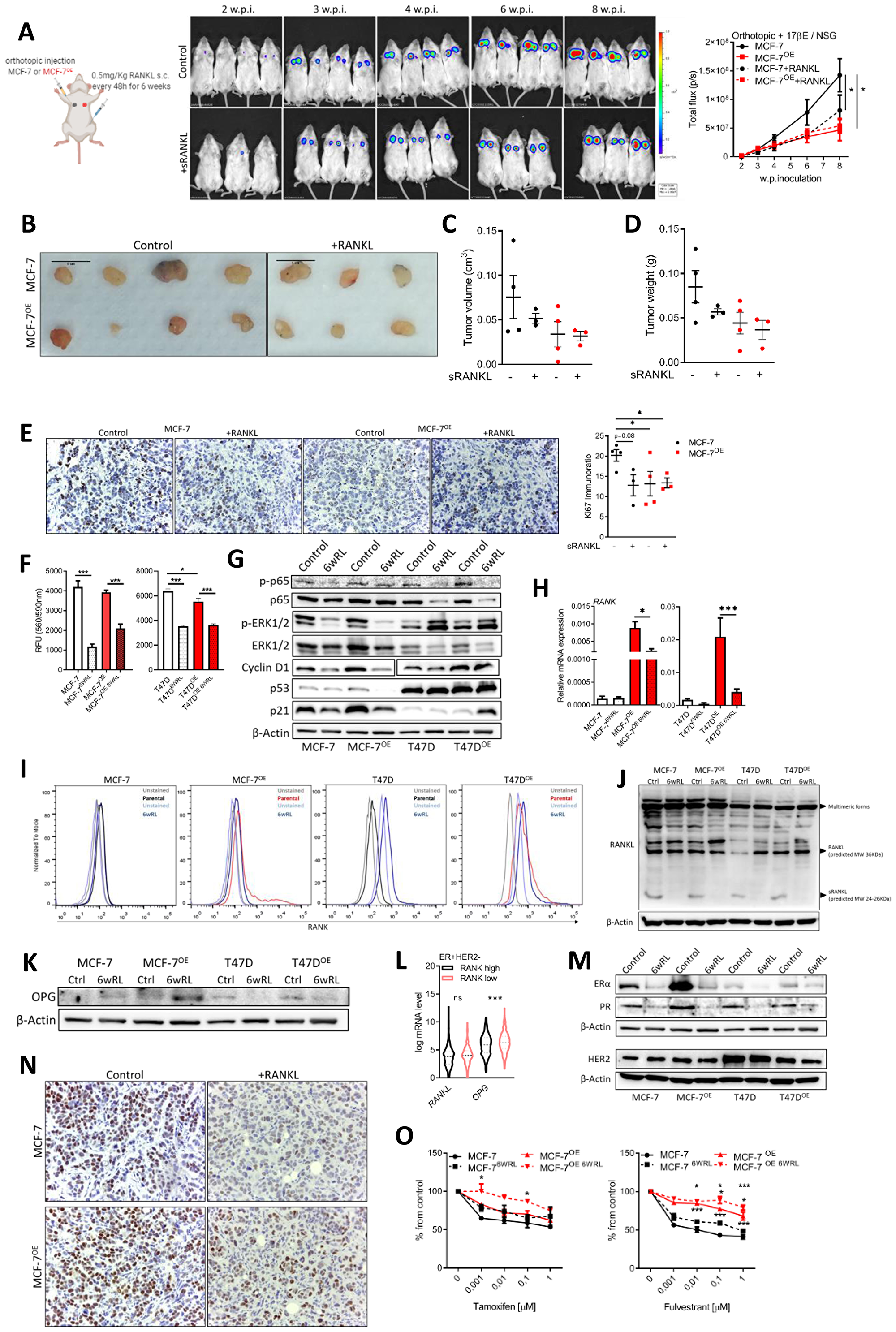 Continuous RANKL decreases cell proliferation and ER expression.