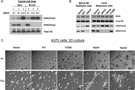 EZH2 GOF mutants greatly increase global H3K27me3 levels and cause 3D-culture phenotypes.