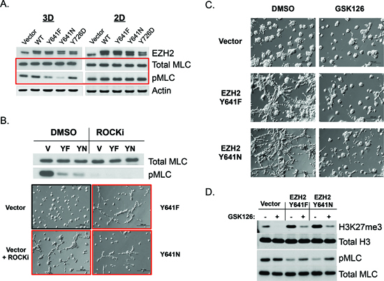 EZH2 GOF catalytic activity inhibits cell contractility and is necessary for the maintenance of 3D-branching morphology.