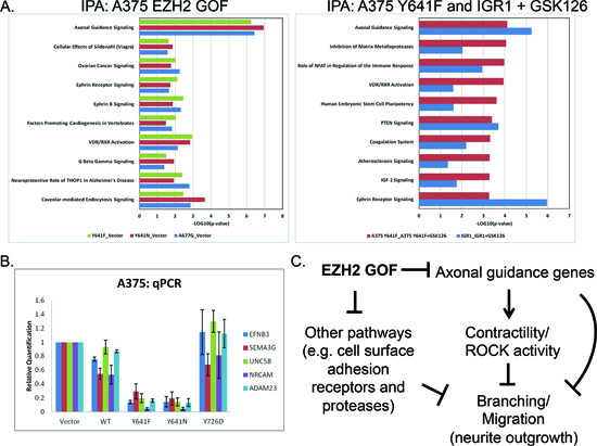 EZH2 GOF mutants regulate axonal-guidance genes.