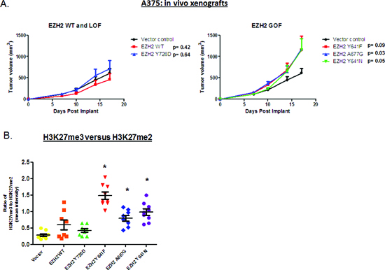 A375 cells expressing EZH2 GOF mutants (but not WT or LOF mutant) display increased tumor volume in mouse xenograft models.