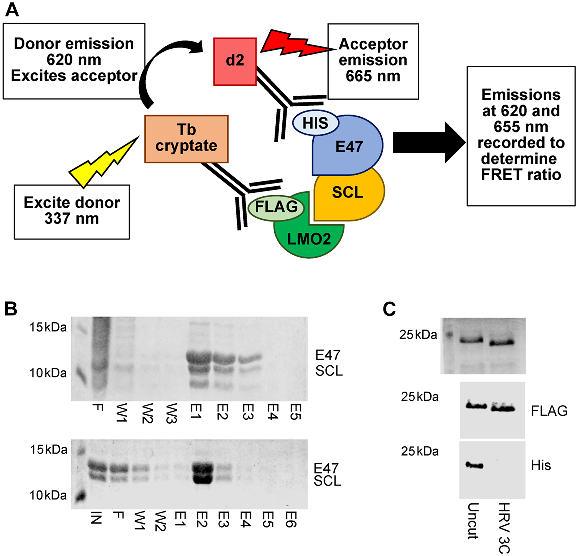 Primary HTRF assay set up.