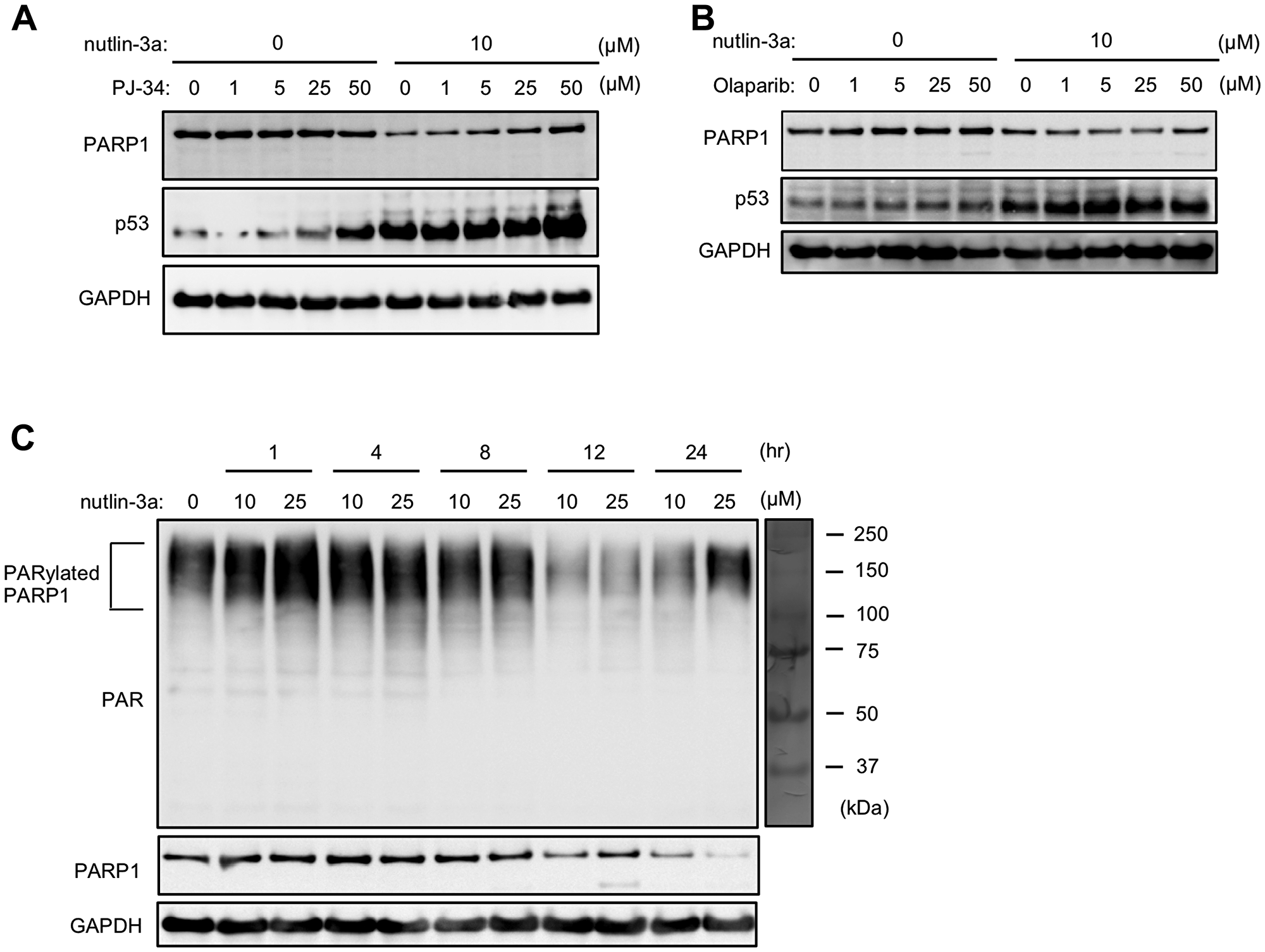 AutoPARylation of PARP1 plays important roles in nutlin-3a-induced PARP1 degradation.