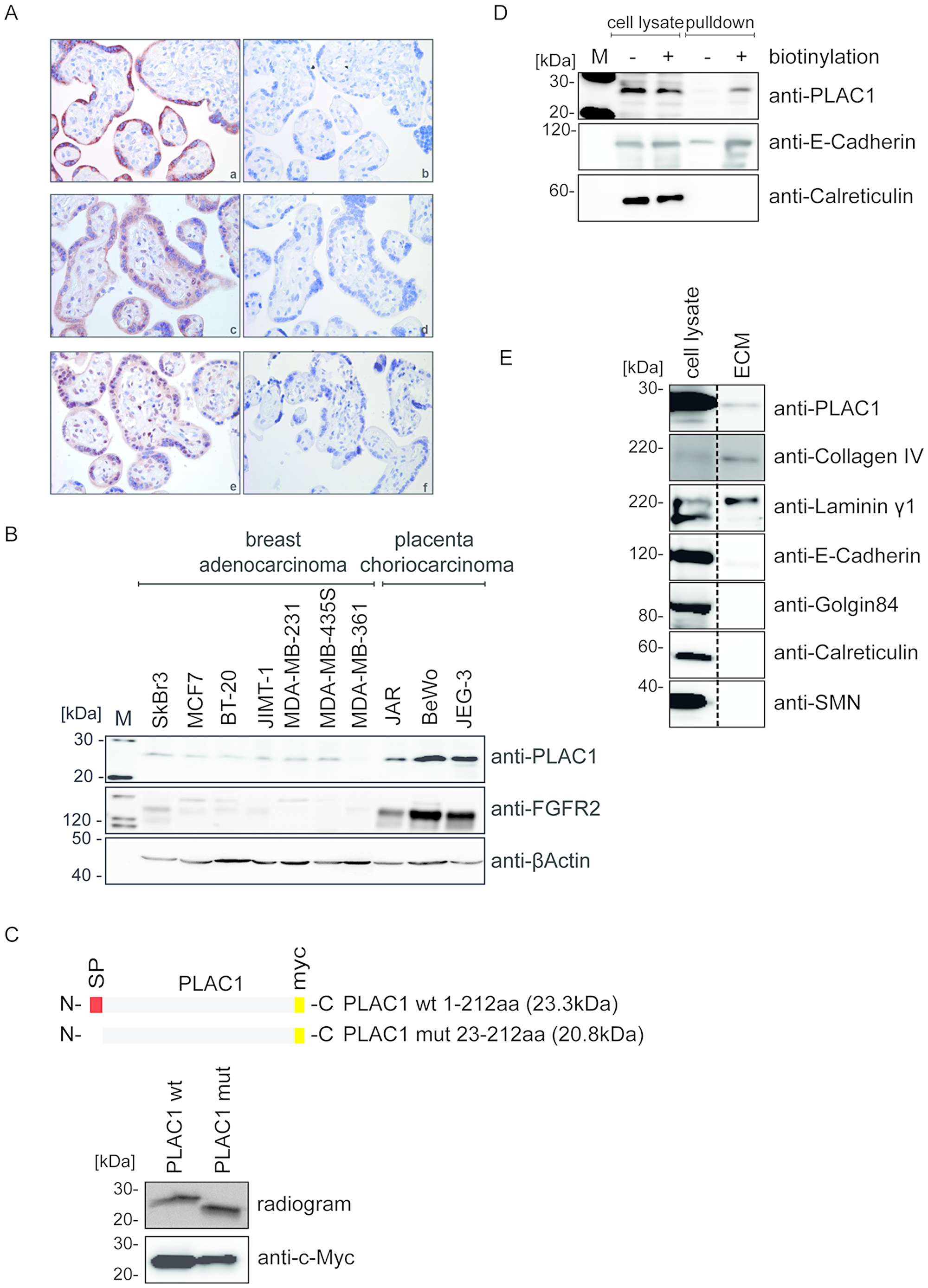 PLAC1 is co-expressed with FGF7 and FGFR2 in placenta and human cancer cells and is released into the ECM.