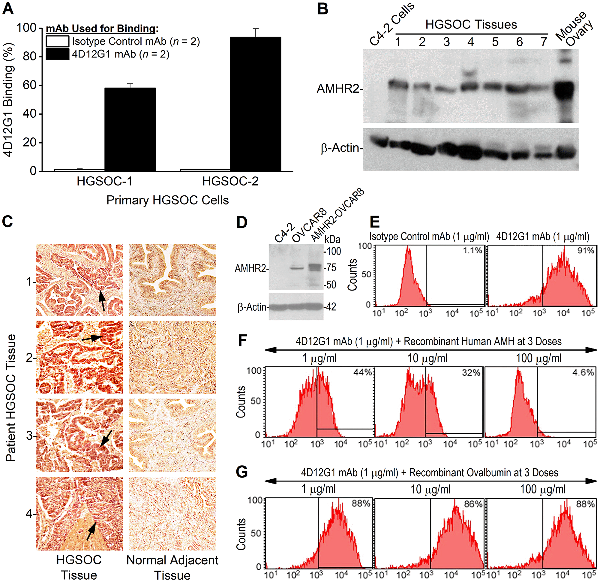 The 4D12G1 mAb recognizes AMHR2-ED in human EOC and competes with AMH for b inding to AMHR2-ED.