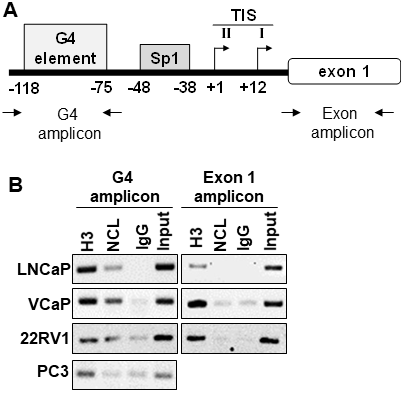 Nucleolin associates with the G4-element within the AR promoter.