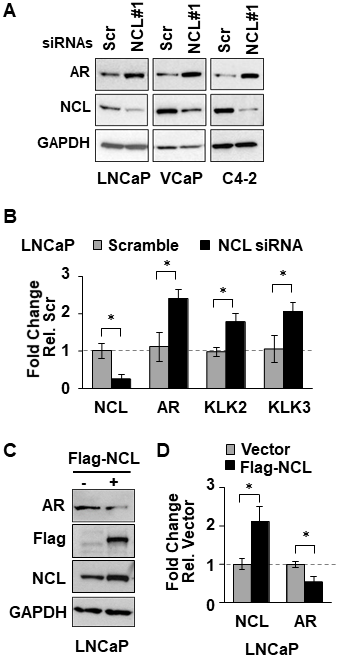 NCL suppresses AR expression.