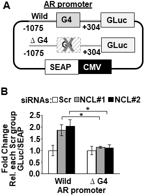 Nucleolin-mediated suppression of AR promoter activity depends on the AR G4-element.
