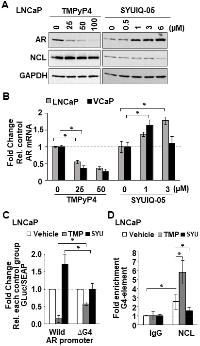 G4-stabilizing agents influence NCL association with the G4 in the AR promoter.