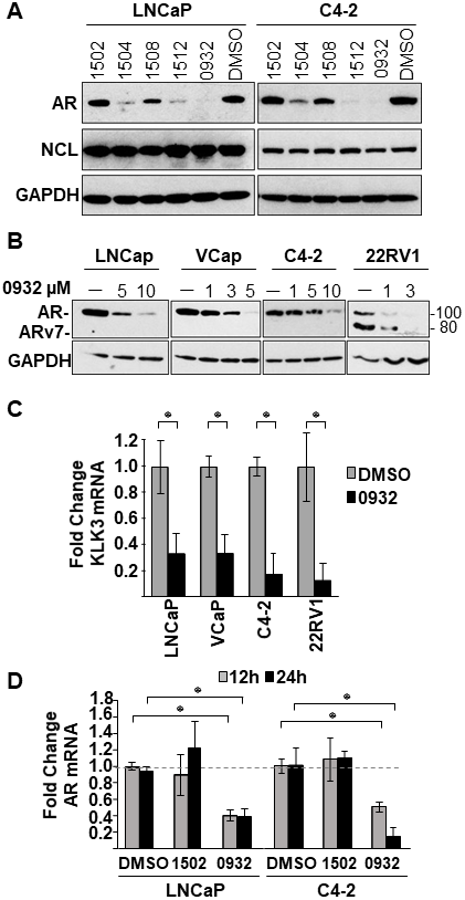 Effect of GSA derivatives on AR expression.