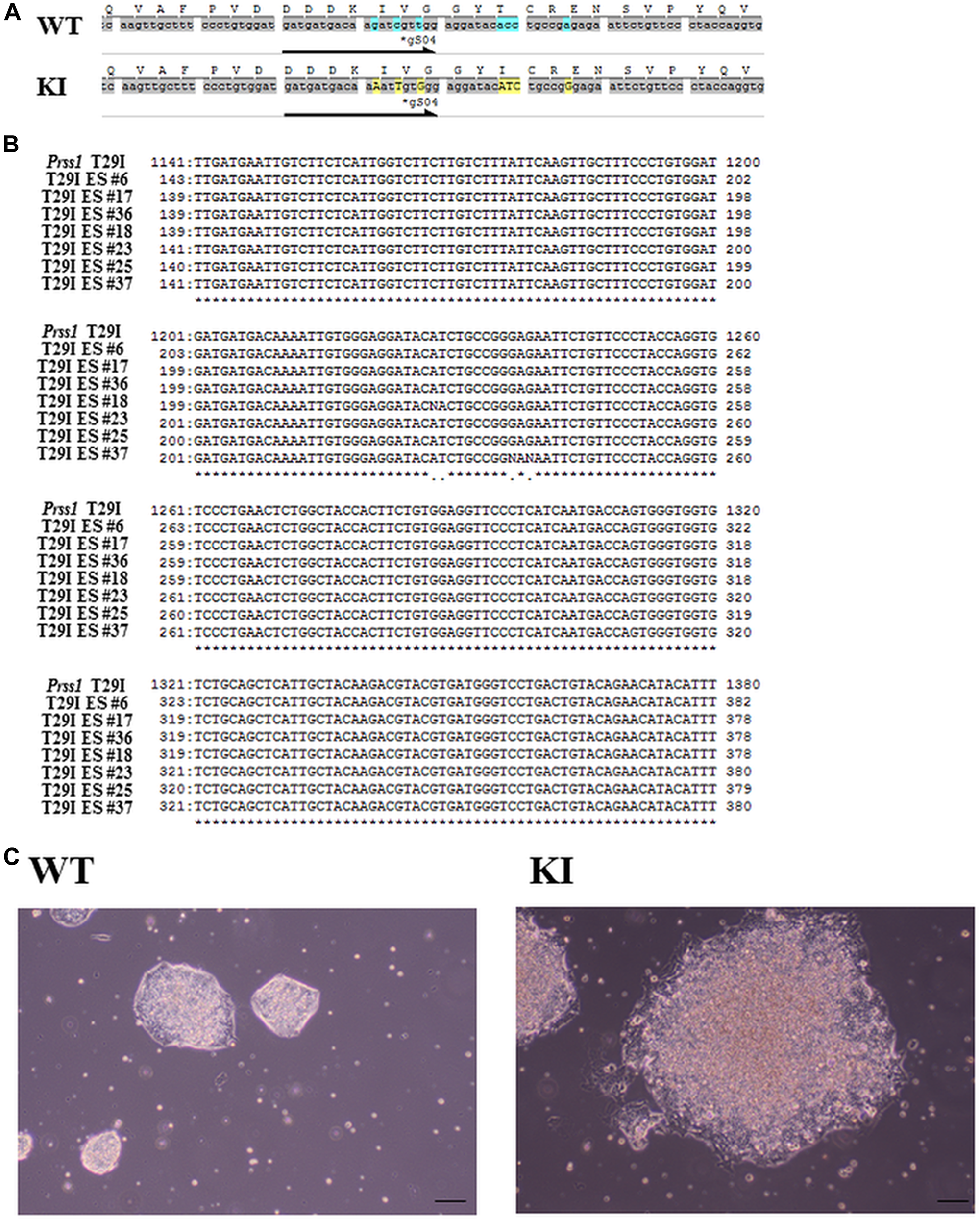 Generation of Prss1T29I ESC.