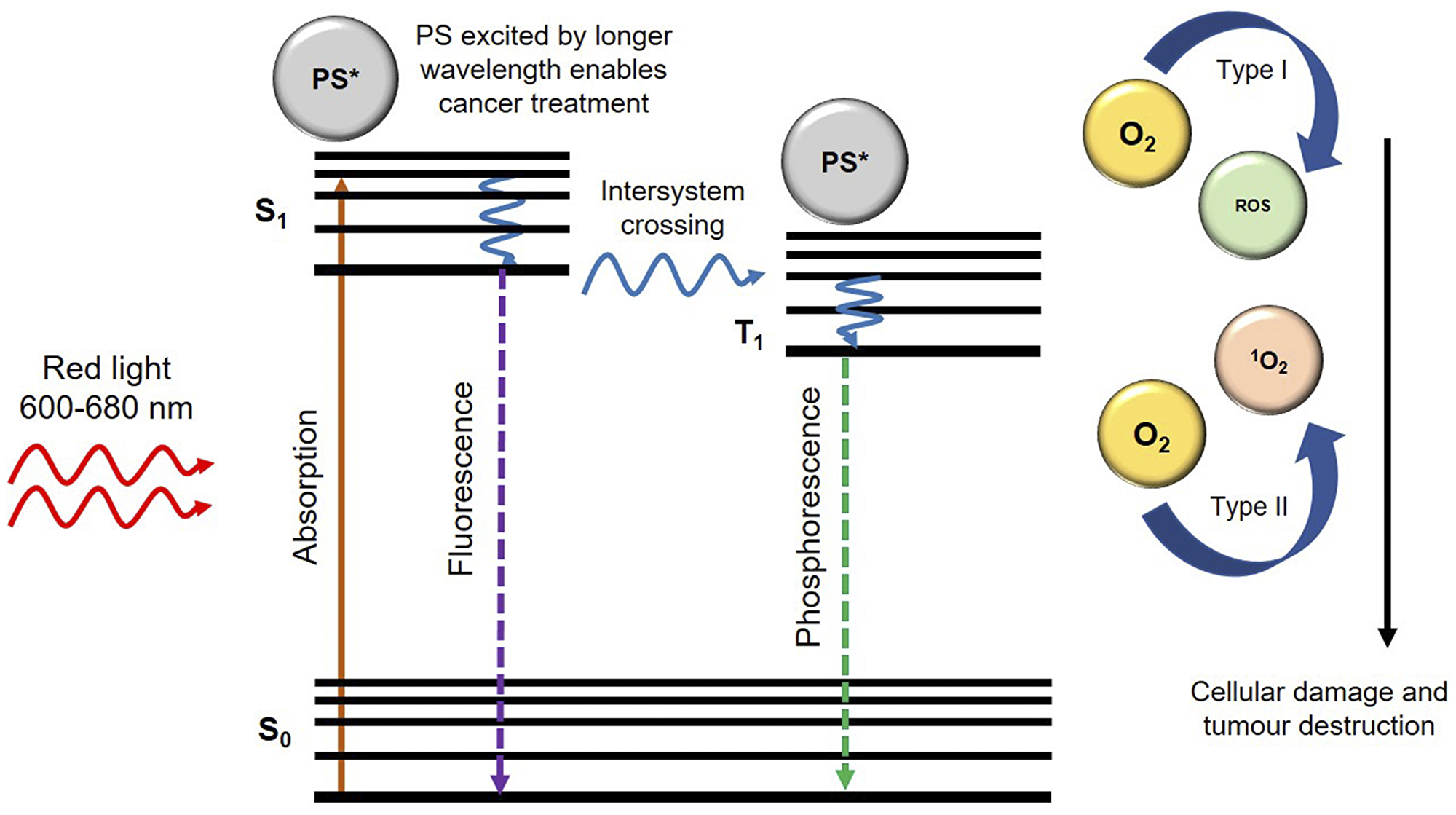 Generation of reactive oxygen species (ROS) and singlet oxygen (1O2) upon irradiation of photosensitizer (PS) with an appropriate wavelength of light.