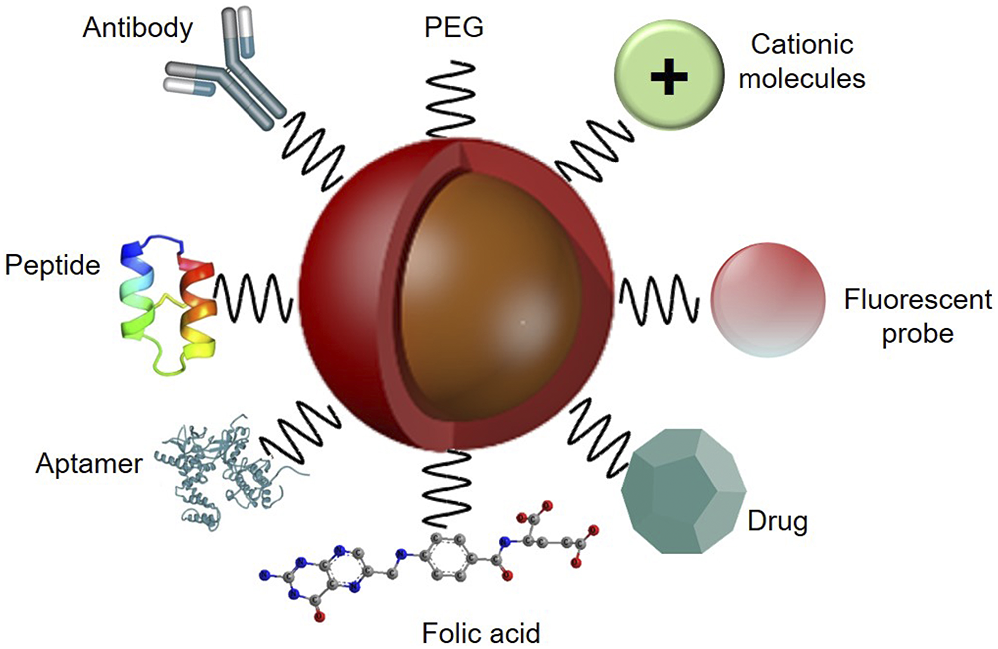 Figure 3: Functionalized nanoparticle platform with various targeting ligand agents for active PS delivery in PDT applications, with PEG to improve biocompatibility and an imaging fluorescent probe to monitor PS specific tumour cellular uptake.