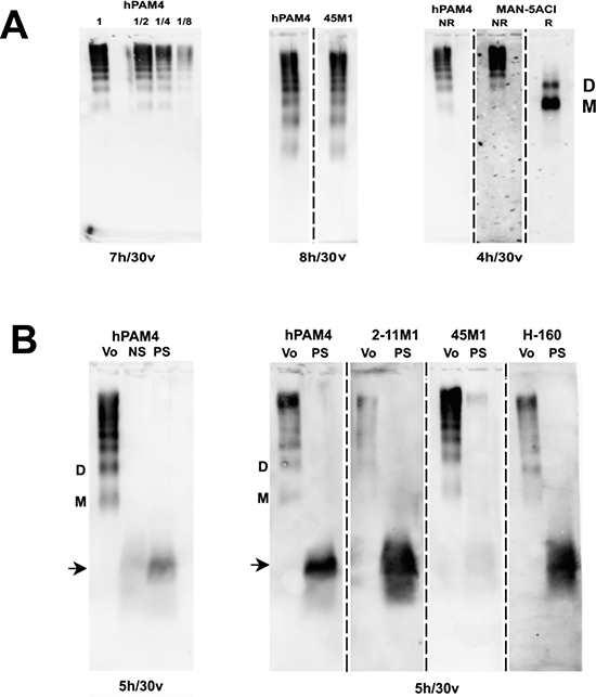 Agarose gel electrophoresis.