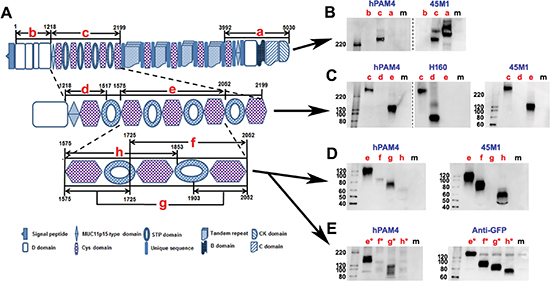 Mapping the PAM4-reactive epitope on human MUC5AC.