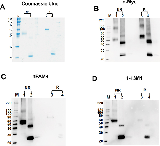 SDS-PAGE and Western blot analyses of recombinant MUC5AC fragments expressed in E. coli.