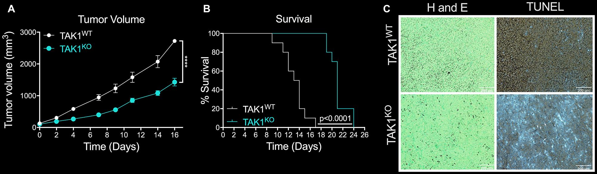 The efficacy of TAKKO in inhibiting tumor growth and reducing survival rates in vivo.