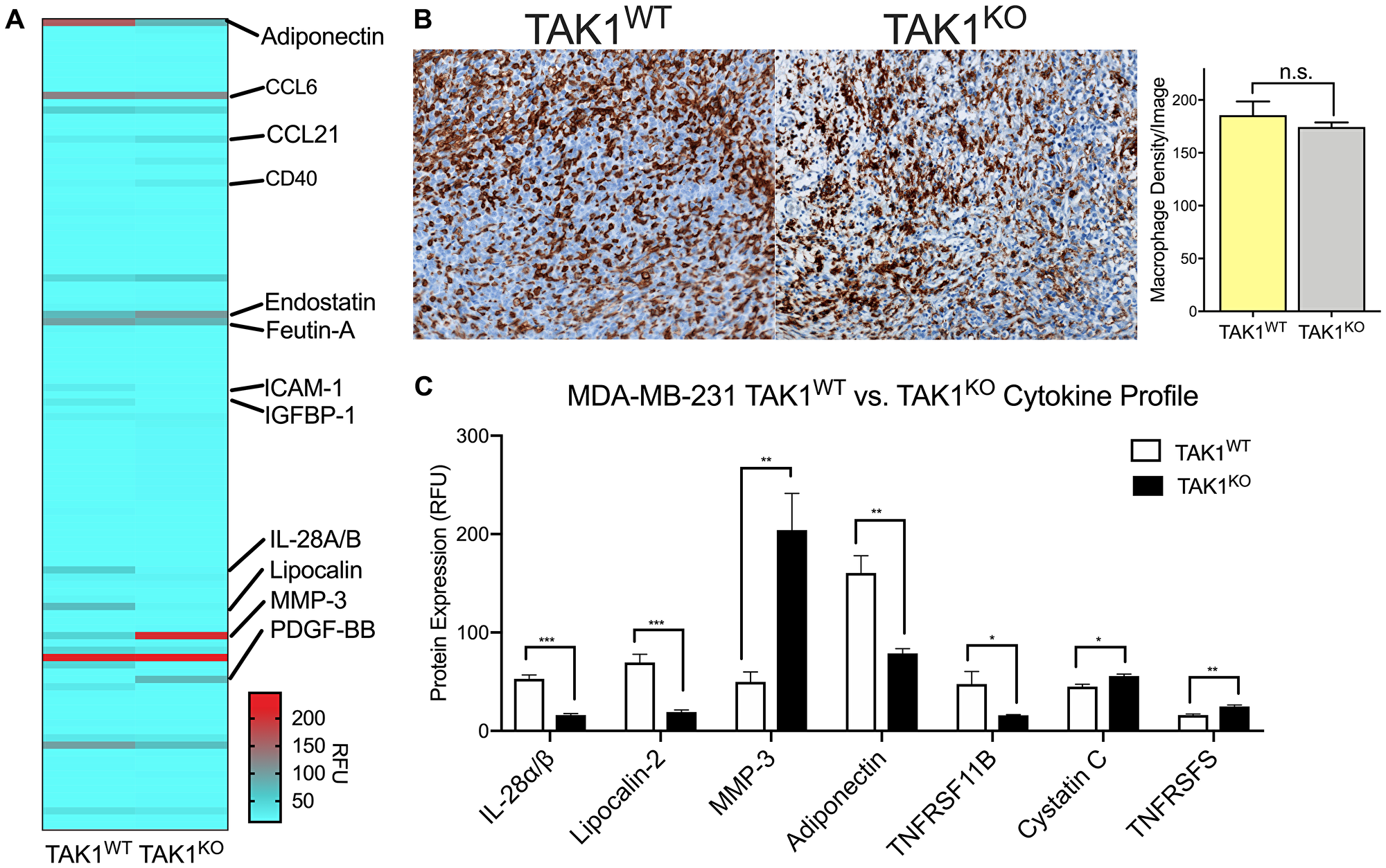 TAK1 changes cytokine expression of THP-1 macrophages without affecting their growth rates.