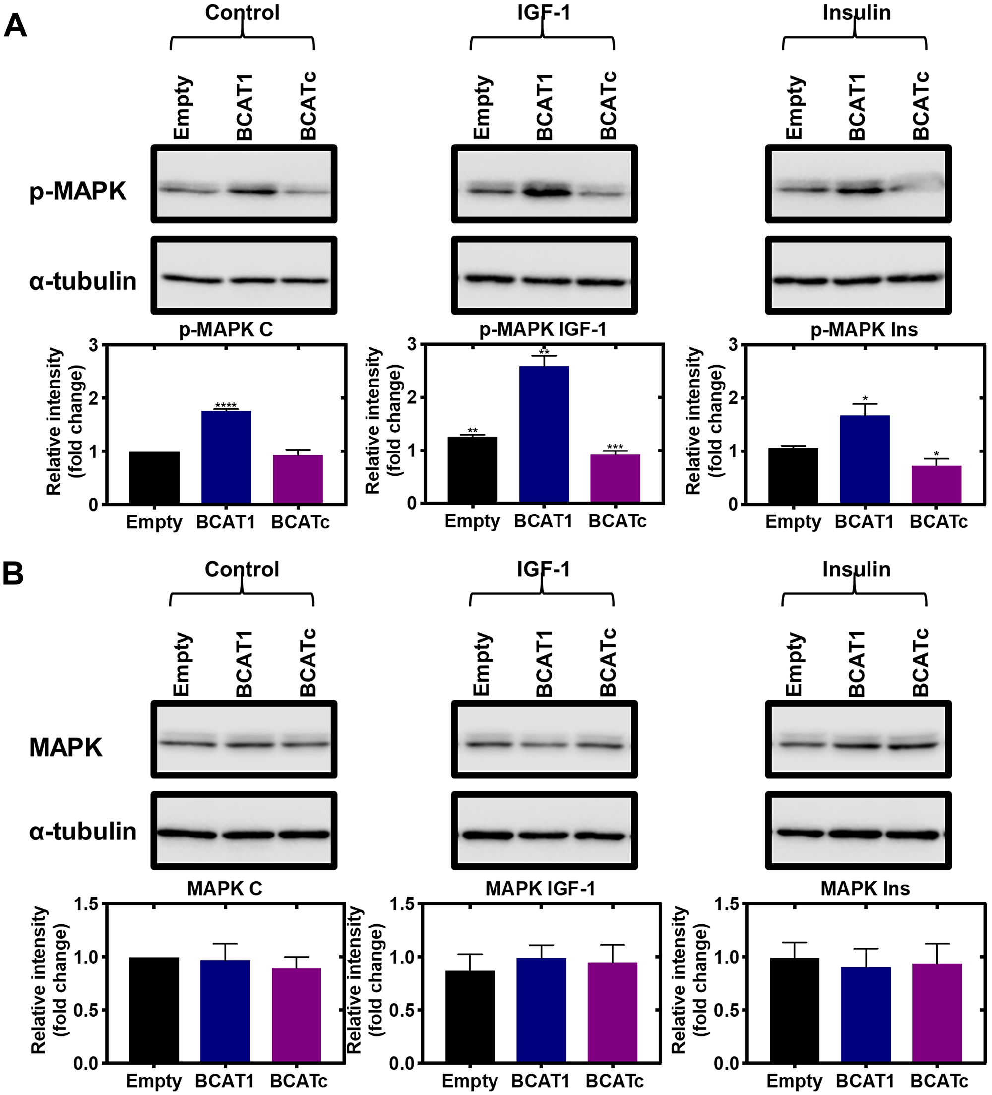 Knockdown and overexpression of BCAT1 negatively regulates phosphorylation of MAPK in MDA-MB-231 cells.