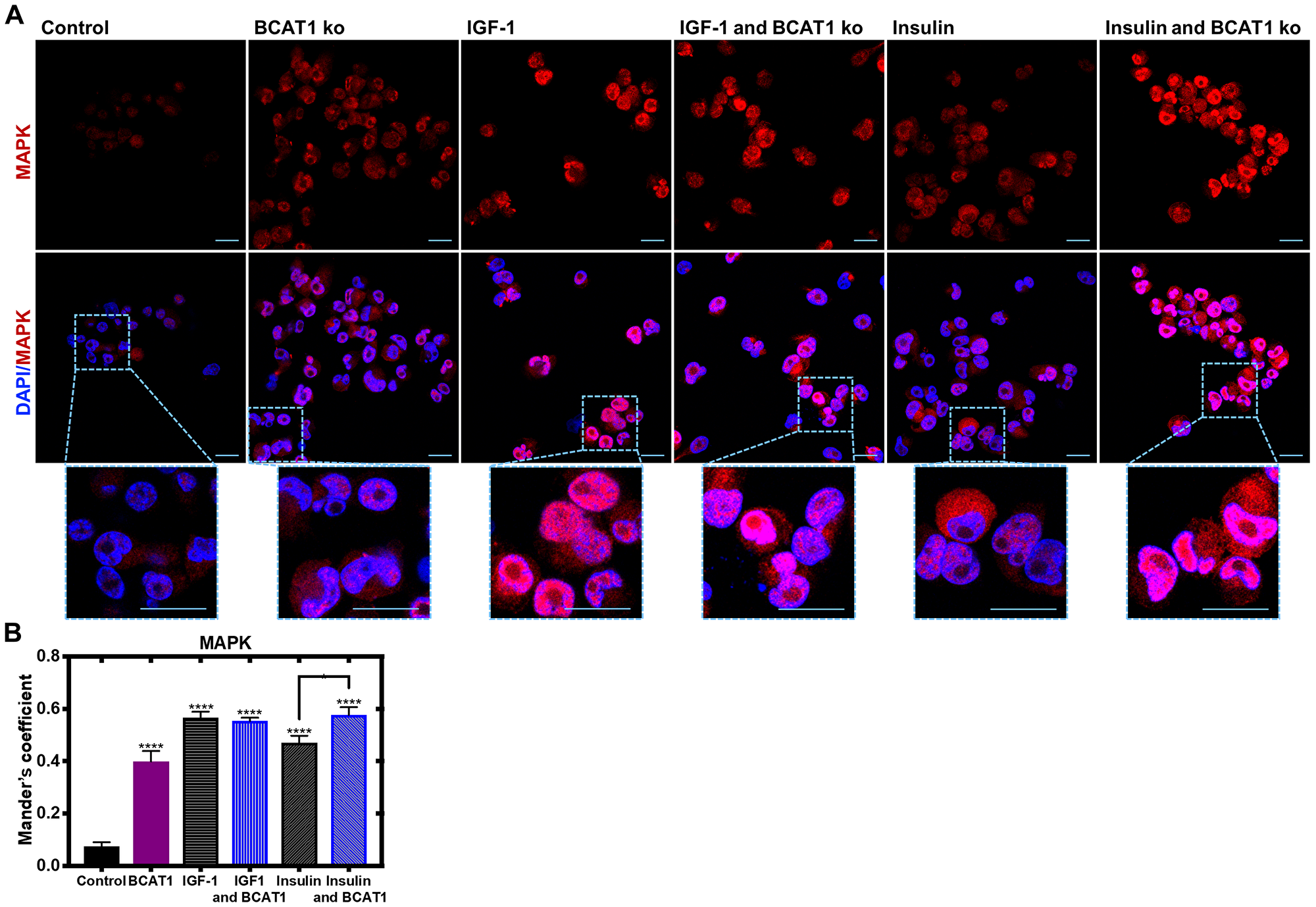 Insulin-mediated nuclear translocation of MAPK is significantly increased with BCAT1 knockdown in MDA-MB-231 cells.