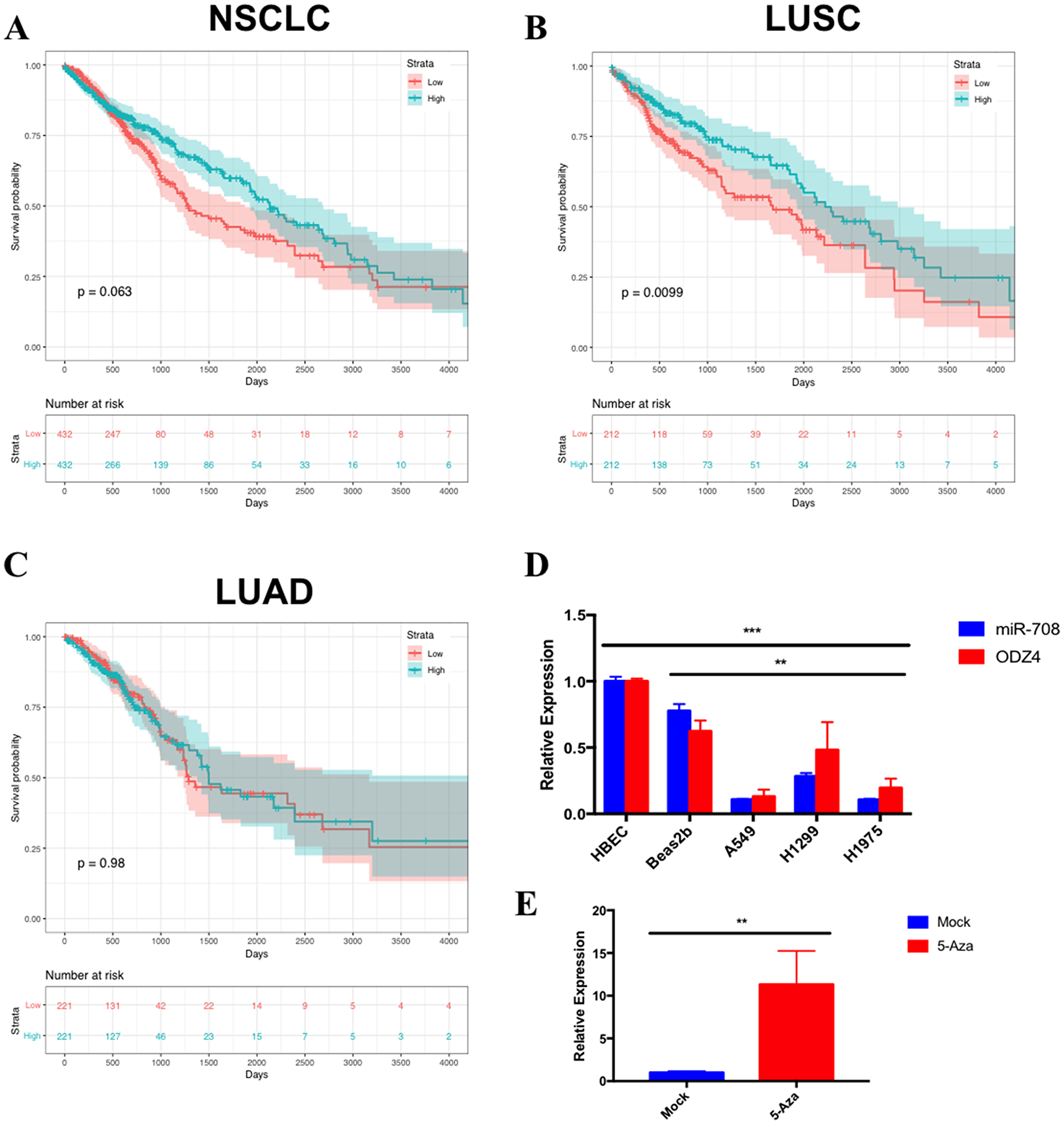 miR-708 expression correlates with survival rates and is underexpressed in lung cancer cell lines.