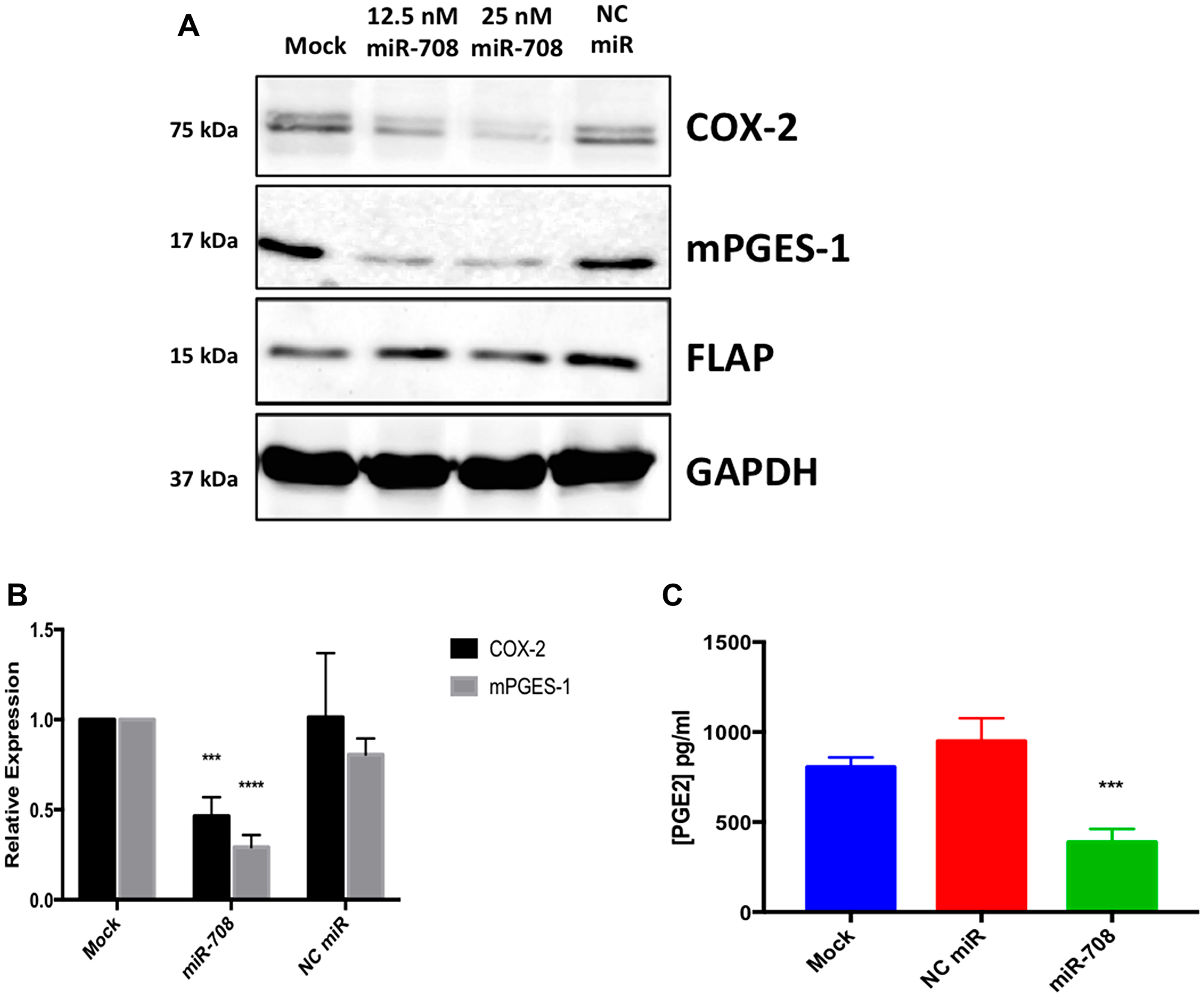 The AA pathway is regulated by miR-708 in lung cancer cells.