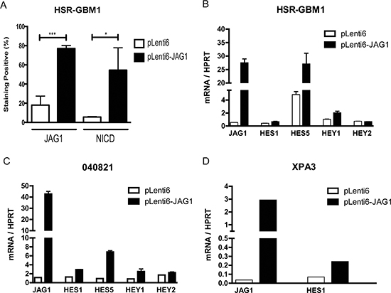 Ectopic ligand expression induces Notch signaling.