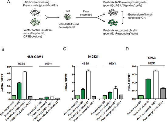 JAG-low cells are primed to respond to Notch receptor signals.