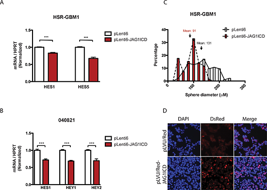 JAG1 ligand ICD reduces Notch signaling, potentially through nuclear localization.