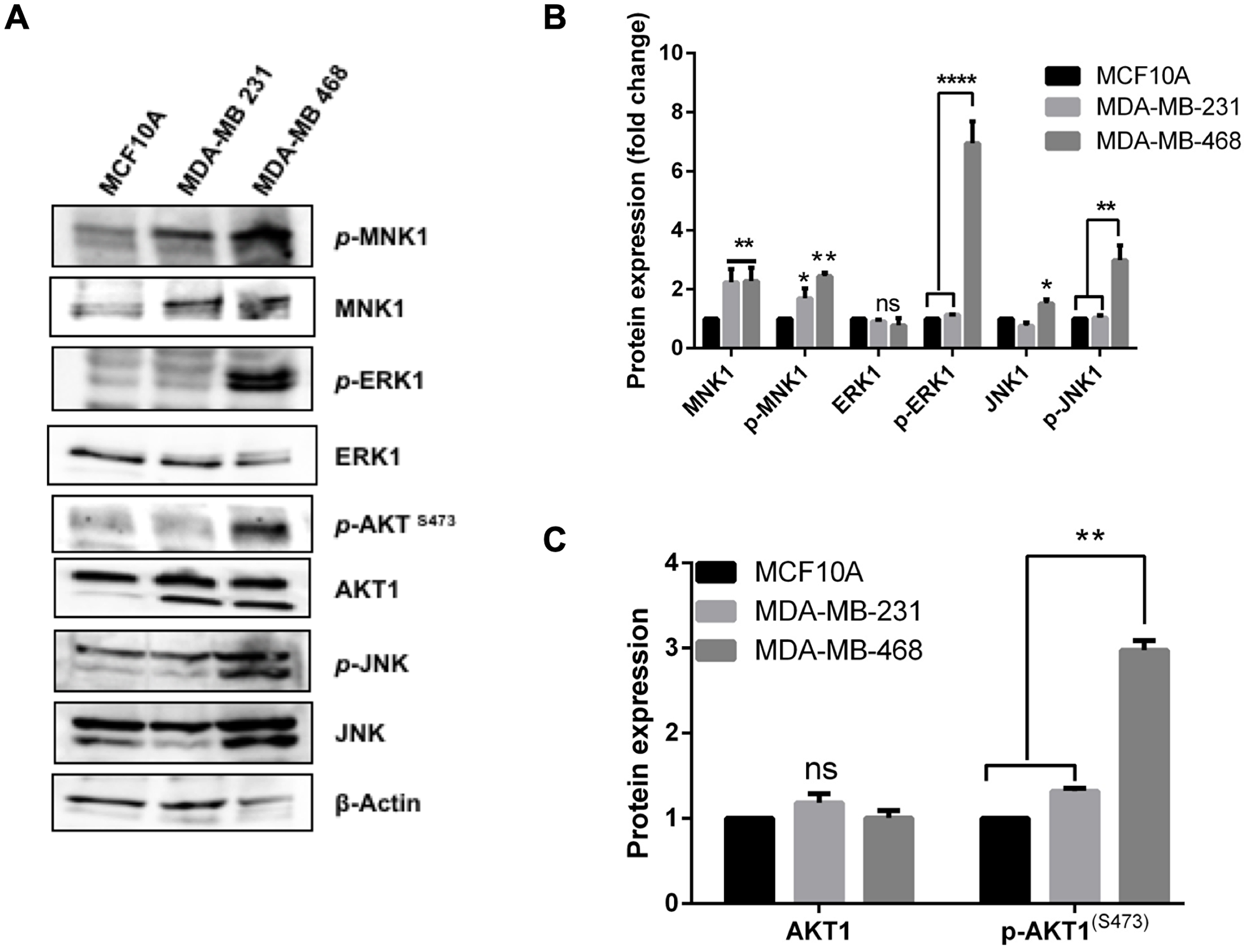 Differential activation of stress and proliferation signals in the TNBC cells.