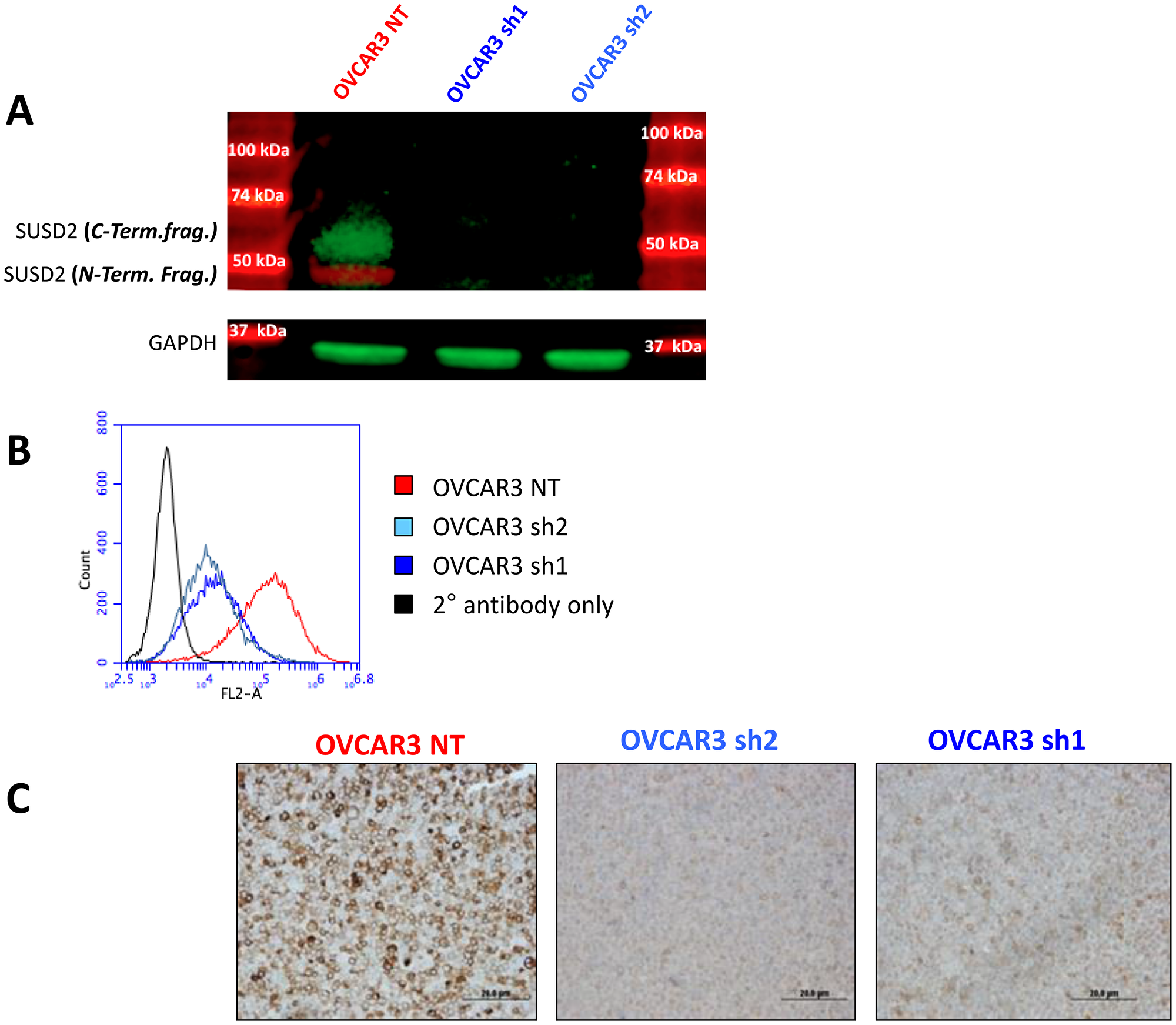 Characterization of non-targeting and SUSD2 knock-down sh1 and sh2 OVCAR3 cell lines.