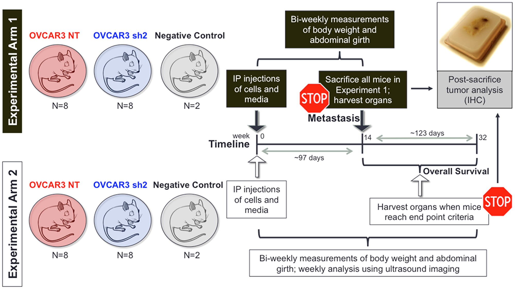 In vivo experimental design used to investigate the role of SUSD2 in HGSOC late-stage metastasis and overall survival.