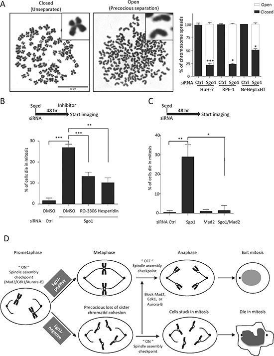 Sgo1 depletion induced precocious separation and SAC-dependent mitotic cell death.