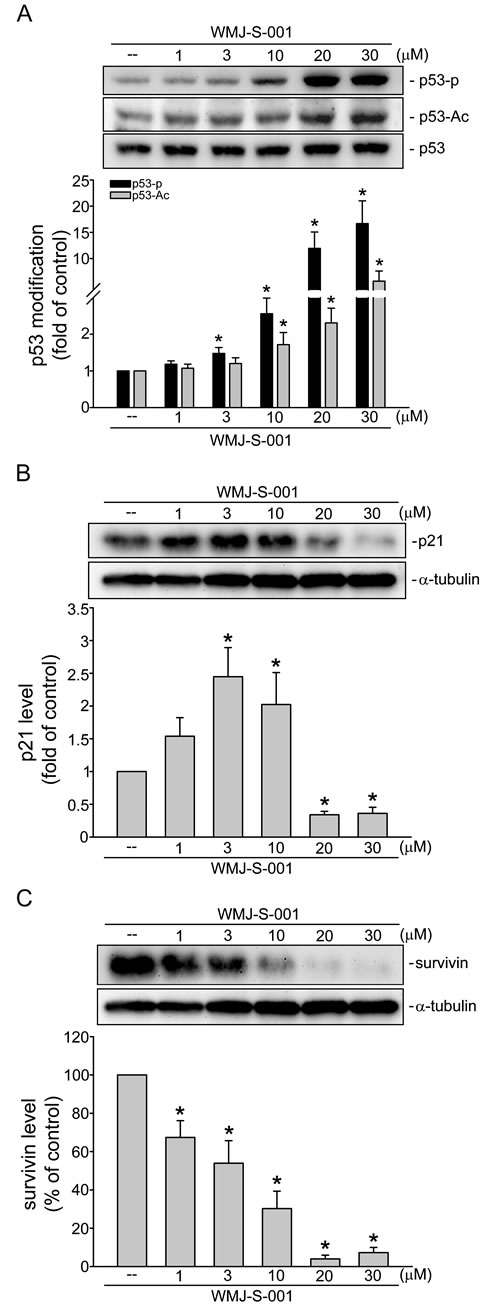 Fig.6: WMJ-S-001 altered p53 modification and the protein levels of p21
