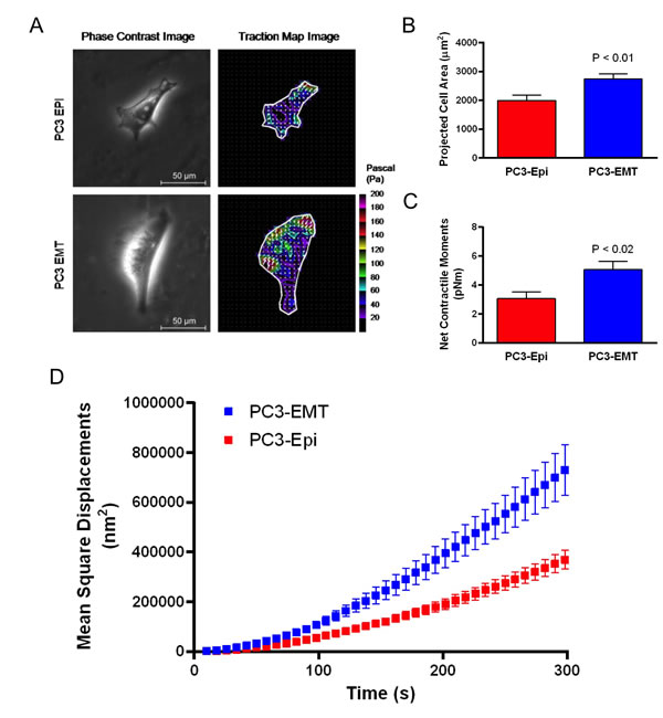 PC3-EMT cells are biophysically distinct from PC3-Epi cells.