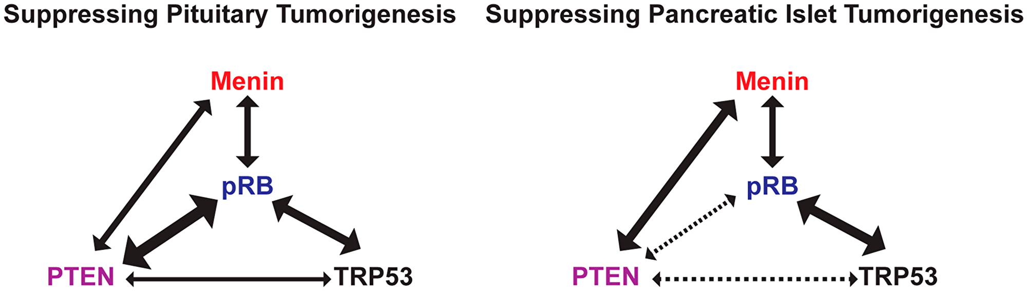 Genetic interactions between TSGs in suppressing pituitary and pancreatic islet tumorigenesis.