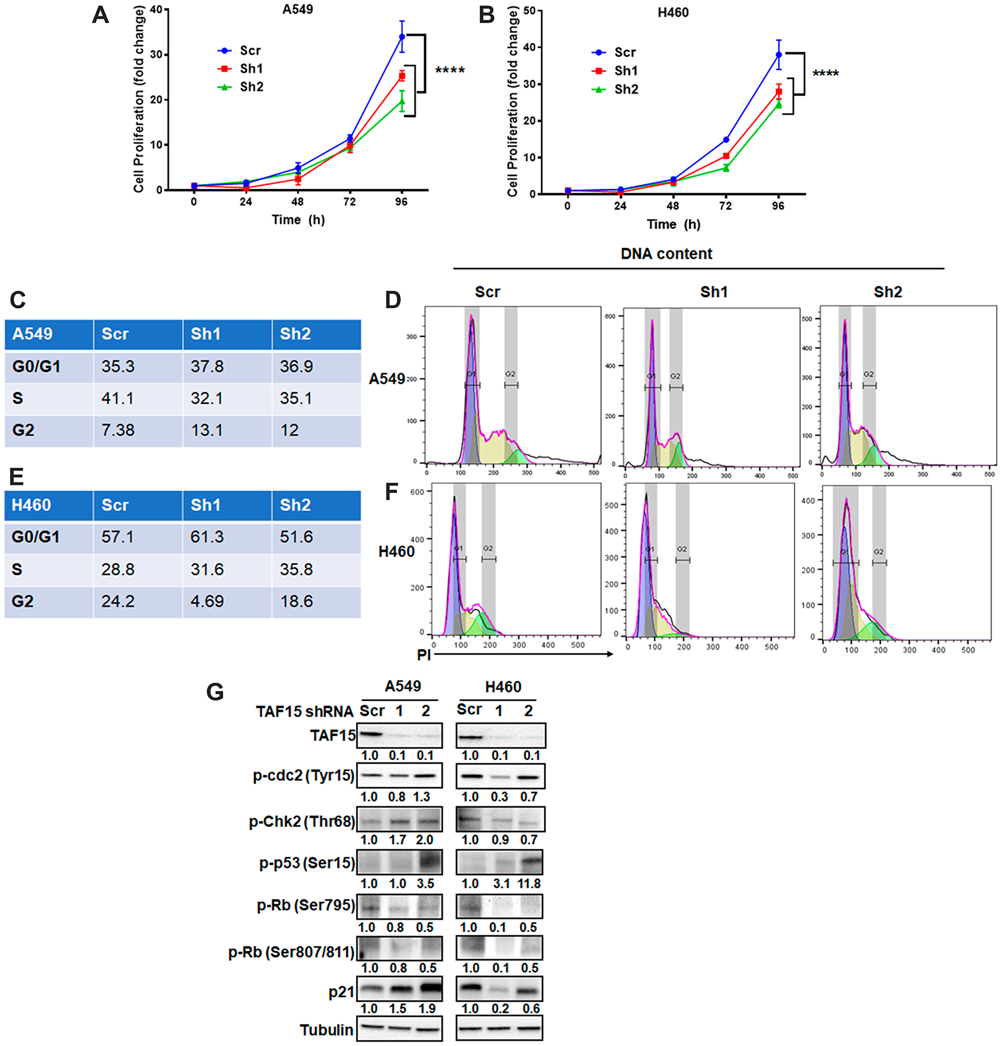 TAF15 silencing inhibits NSCLC proliferation by arresting the cell cycle.