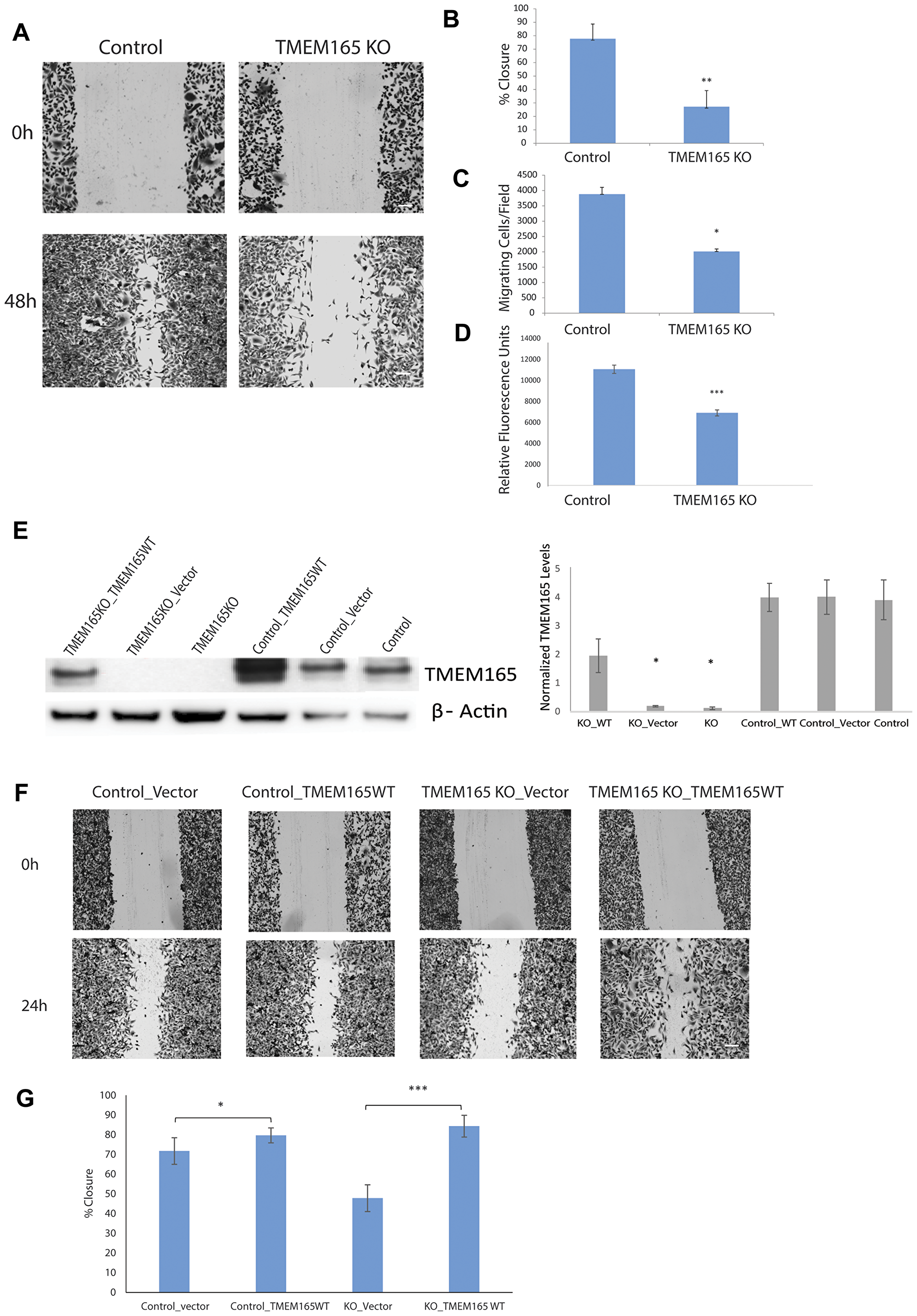 MDAMB231 TMEM165KO cells have reduced cell migration.