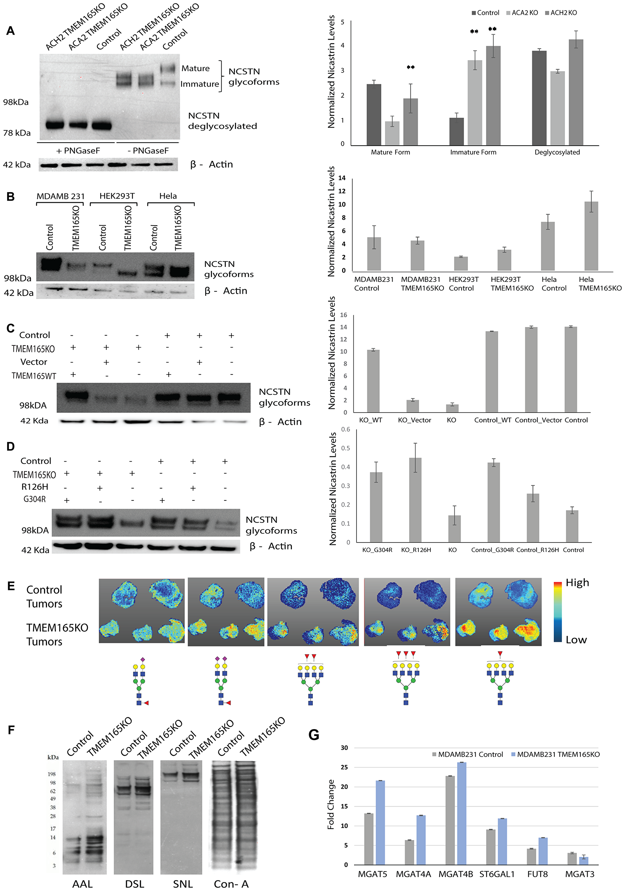 TMEM165 expression levels alters N-linked glycosylation.