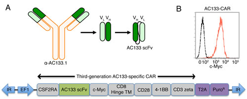 Scheme of the AC133-specific CAR and flow cytometric characterization of AC133-CAR expression.