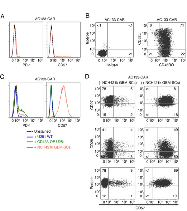 Expression of T cell exhaustion and senescence markers on AC133-CAR T cells.