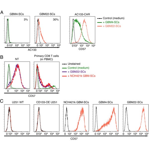 Upregulation of CD57 on AC133-CAR T cells or nontransfected activated T cells upon co-culture with CD57-positive GBM-SCs.