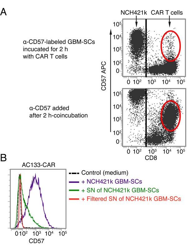 AC133-CAR T cells do not seem to directly acquire the CD57 epitope from GBM-SCs.