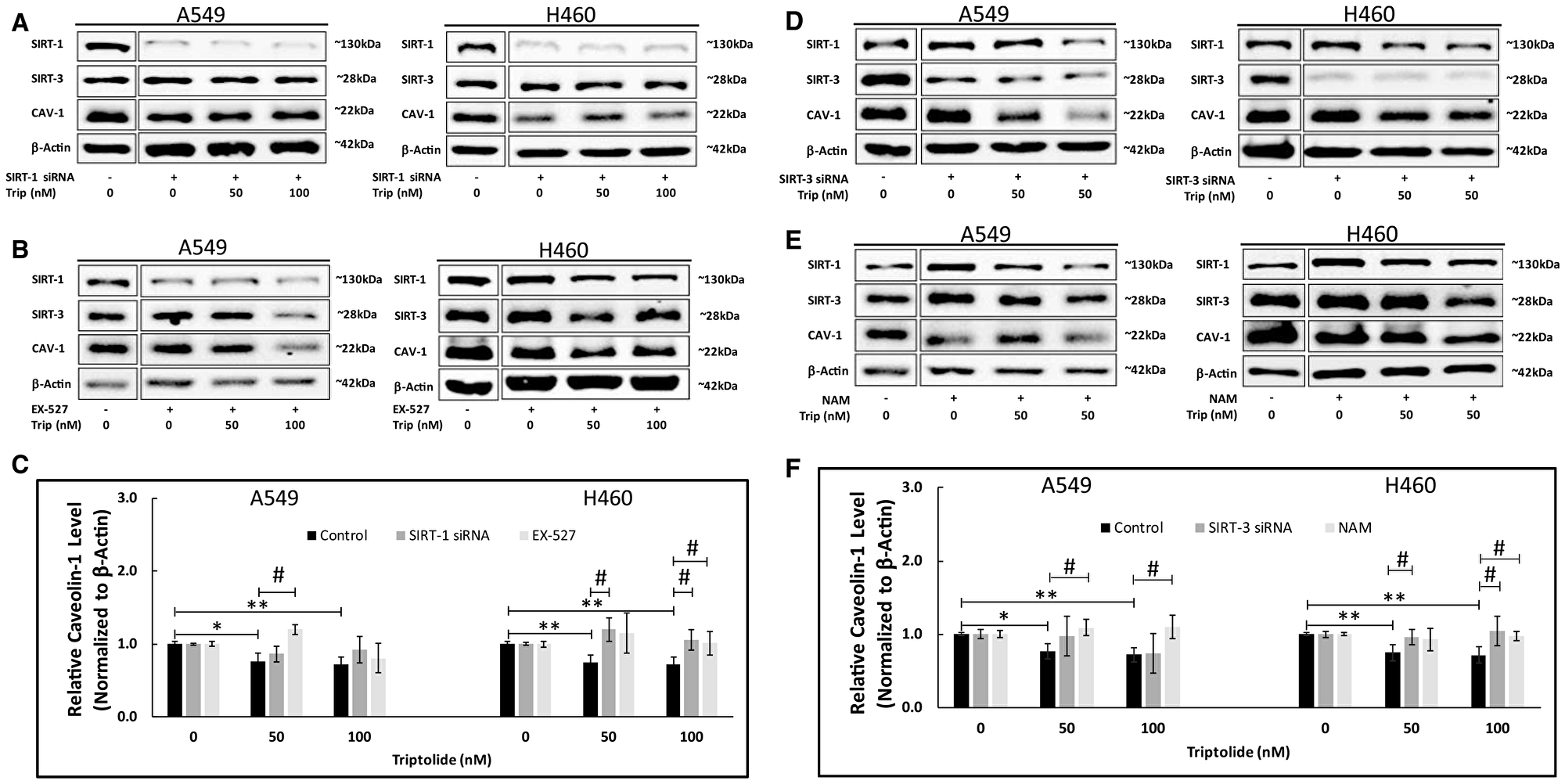 SIRT-1/-3 siRNA knockdown and EX-527/NAM treatment inhibited TL-induced downregulation of CAV-1 protein expression in NSCLC.