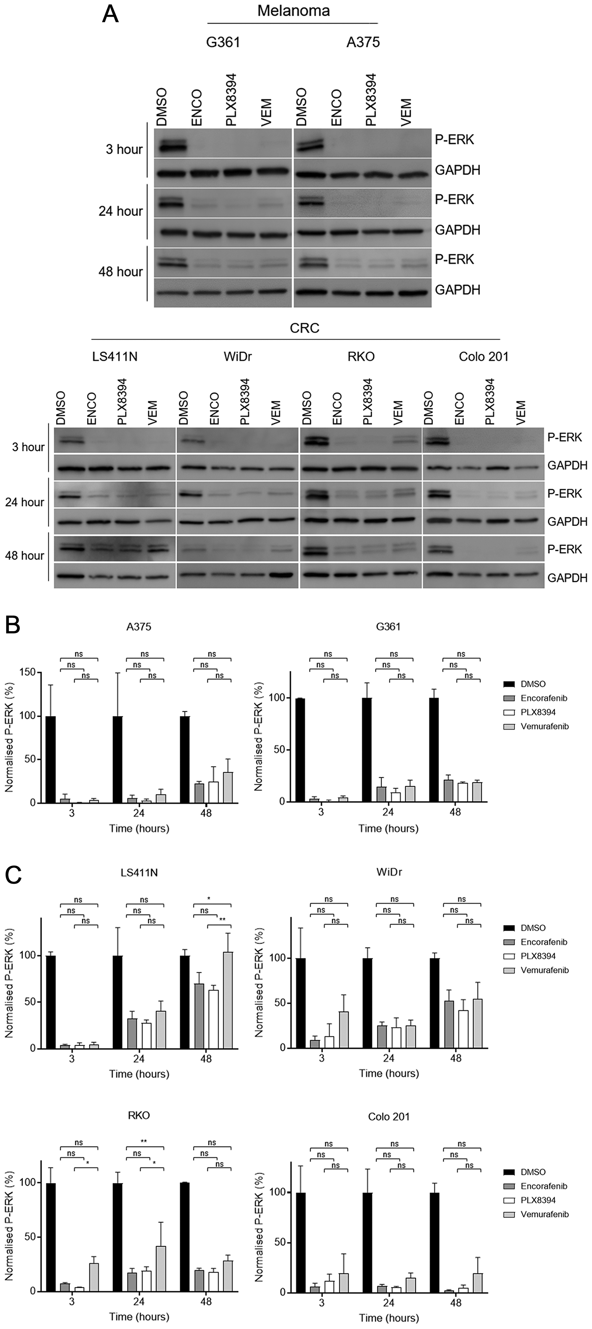 Assessment of MAPK pathway reactivation following BRAF monotherapy in BRAF-mutant cells.