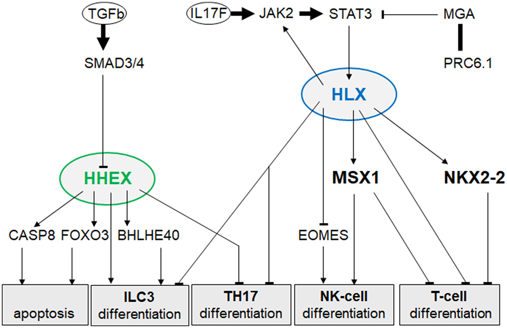 Gene regulatory network of HHEX and HLX in ALCL.