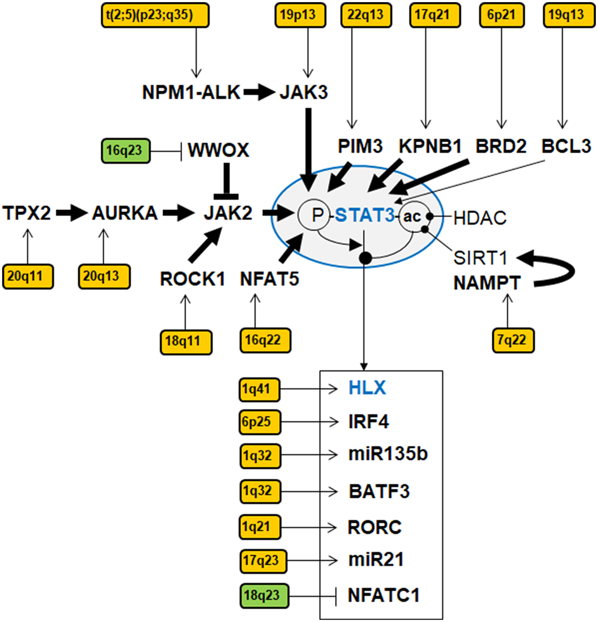 Gene regulatory network of STAT3 in ALCL.