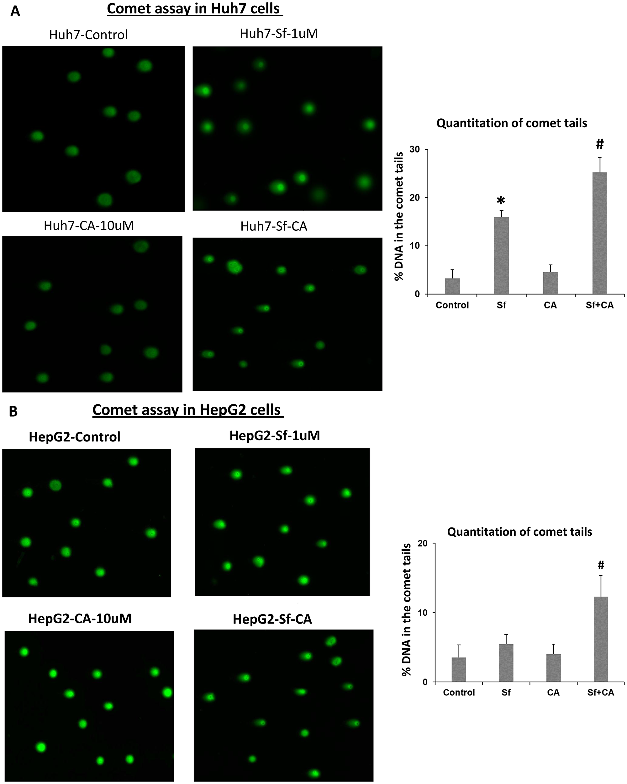 Comet assays of DNA damage in sorafenib and/or carnosic acid-treated HCC cells.