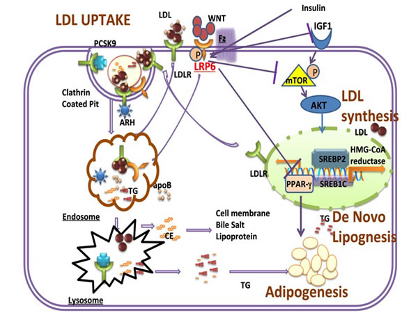 Schematic of LRP6 Regulation of LDL uptake and synthesis, de novo lipogenesis and adipogenesis.